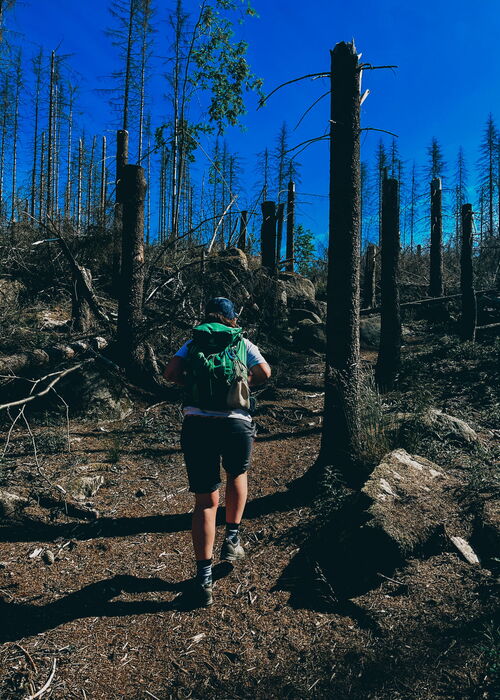 Geführte Klippen-Wanderung über einen besonderen Rundweg im Oberharz
