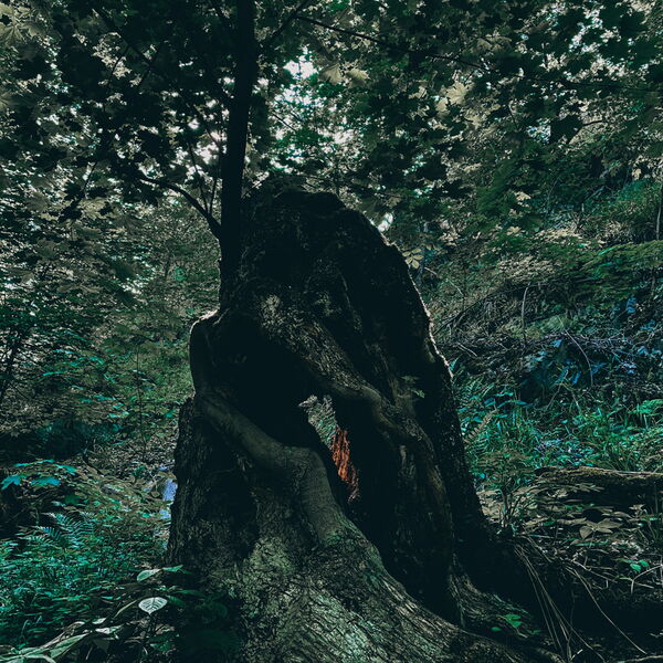 Die Wanderei bietet geführte Wandertouren im Harz (Brocken) und Umgebung an